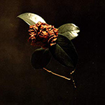 St Paul and the Broken Bones - Young Sick Camellia